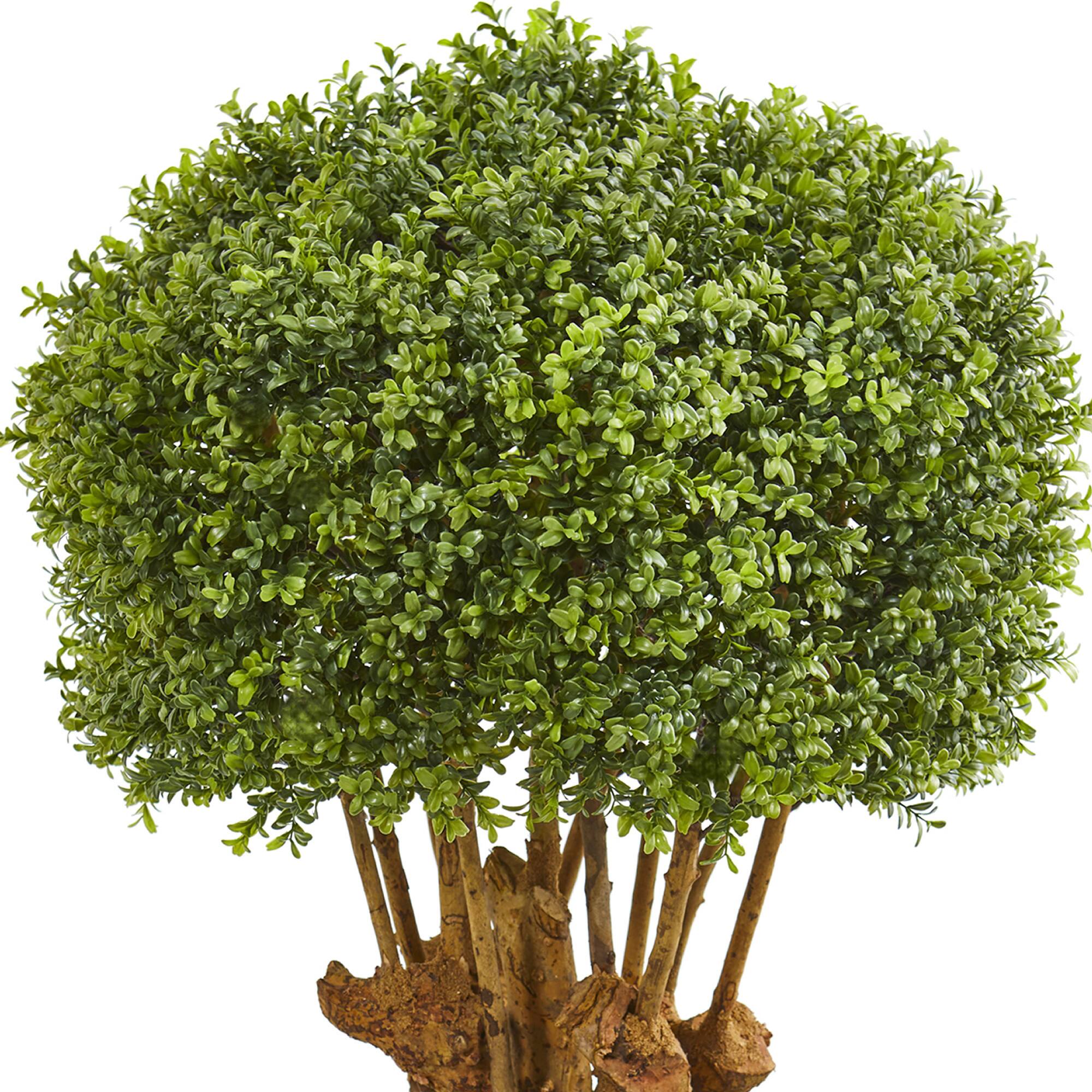 4ft. Boxwood Topiary Tree in Cement Planter